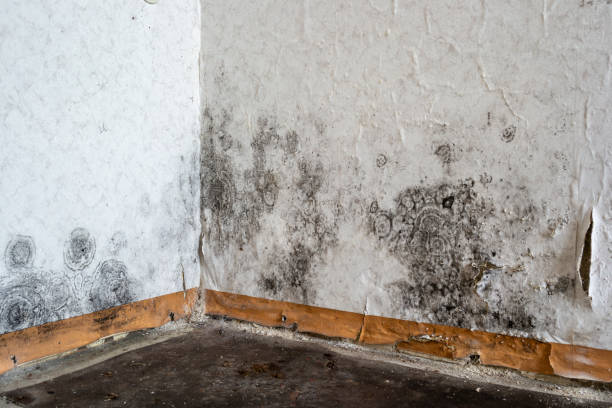 Best Office Mold Removal Services  in North Miami, FL